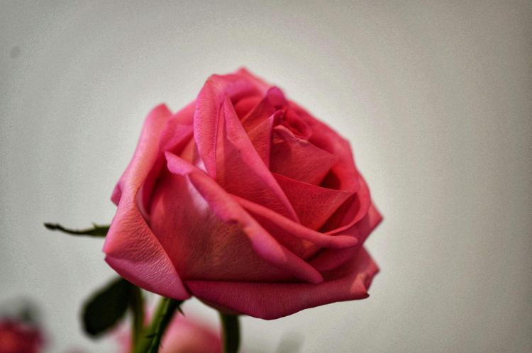 19朵碎冰蓝玫瑰传递着什么样的寓意与情感呢？