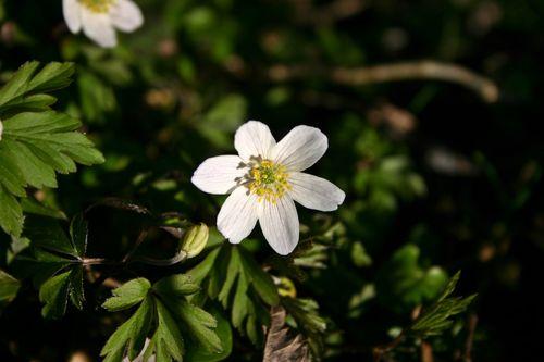 化腐朽为神奇【银莲花】的多样化用途介绍