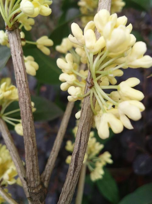 银桂花开时间是？银桂花的养护技巧分享