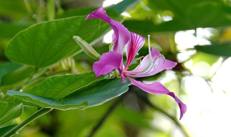 紫金花和紫荆花的花型、颜色和生长环境有何不同？