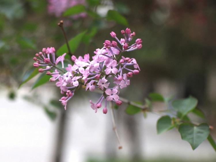 美丽的丁香花，你见过这些颜色吗？