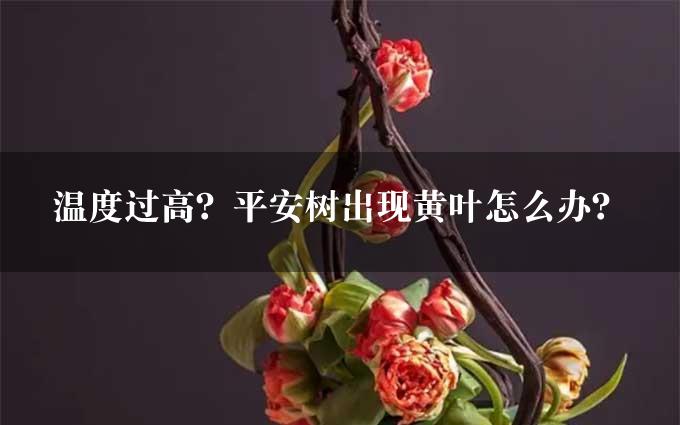 温度过高？平安树出现黄叶怎么办？