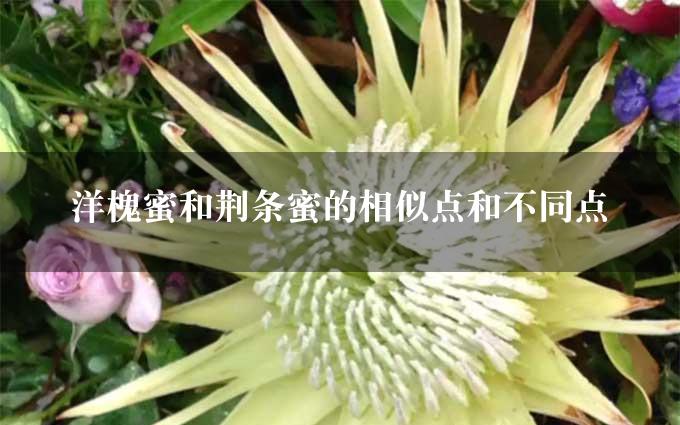 洋槐蜜和荆条蜜的相似点和不同点