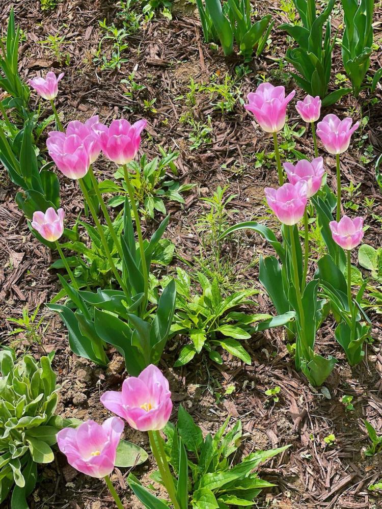 郁金香花期，如何正确的欣赏？