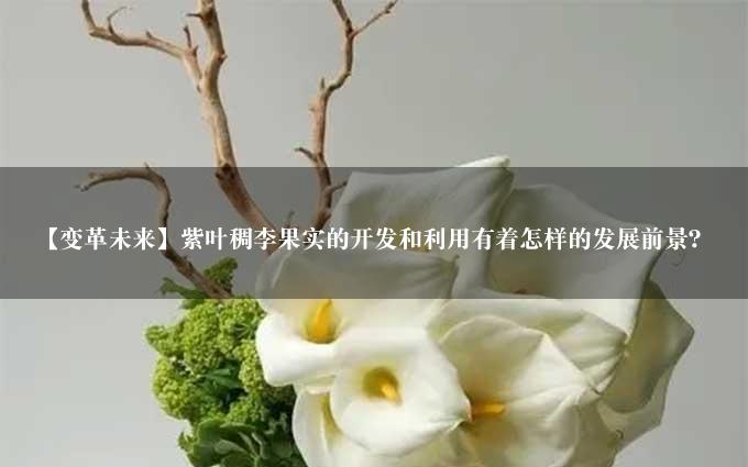 【变革未来】紫叶稠李果实的开发和利用有着怎样的发展前景？