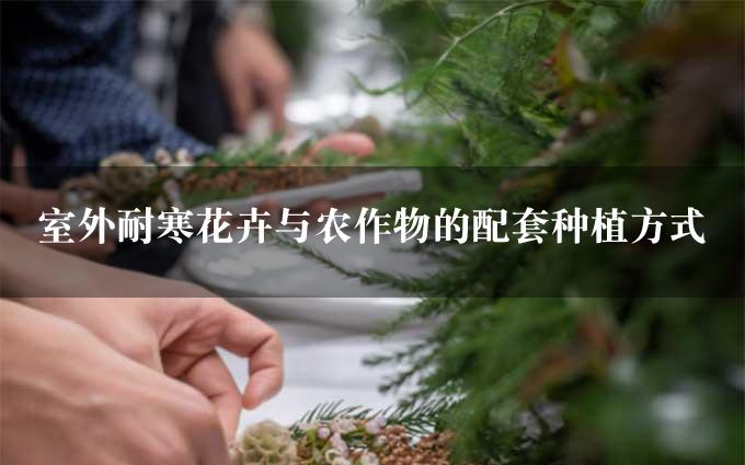 室外耐寒花卉与农作物的配套种植方式