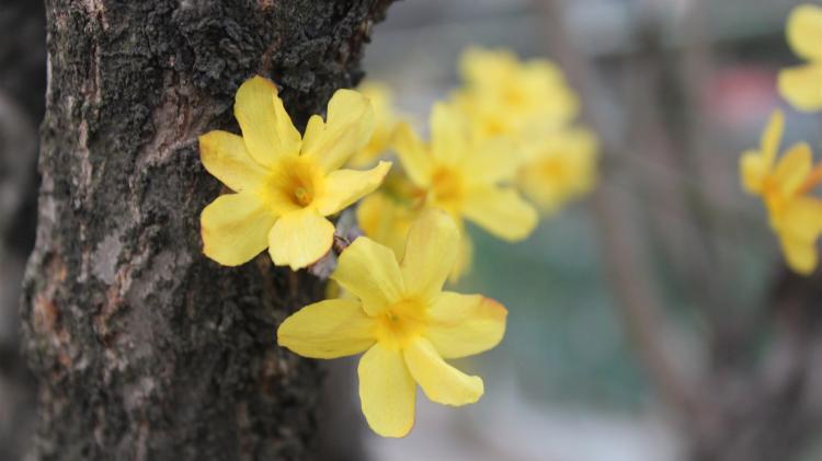 春季赏花，迎春花的盛放之美，几个季节可以欣赏？