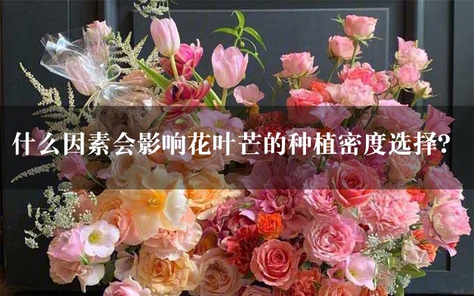 什么因素会影响花叶芒的种植密度选择？