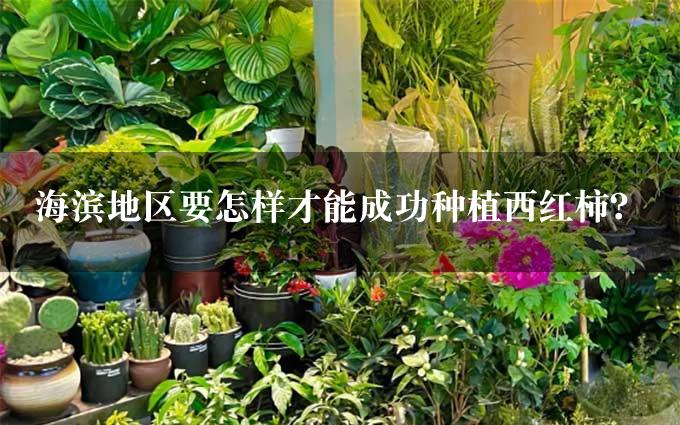 海滨地区要怎样才能成功种植西红柿？