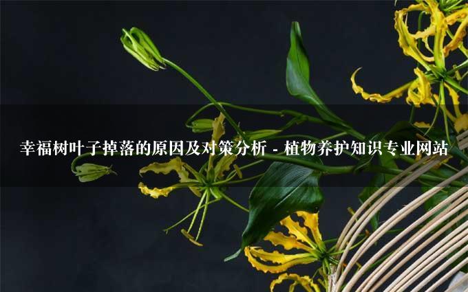 幸福树叶子掉落的原因及对策分析 - 植物养护知识专业网站