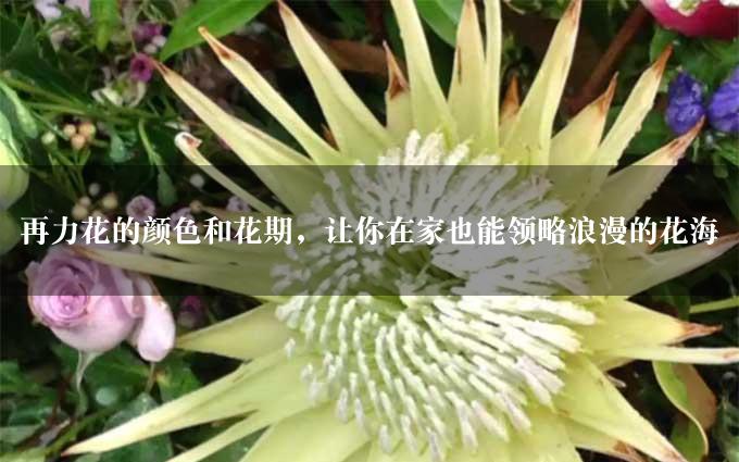 再力花的颜色和花期，让你在家也能领略浪漫的花海