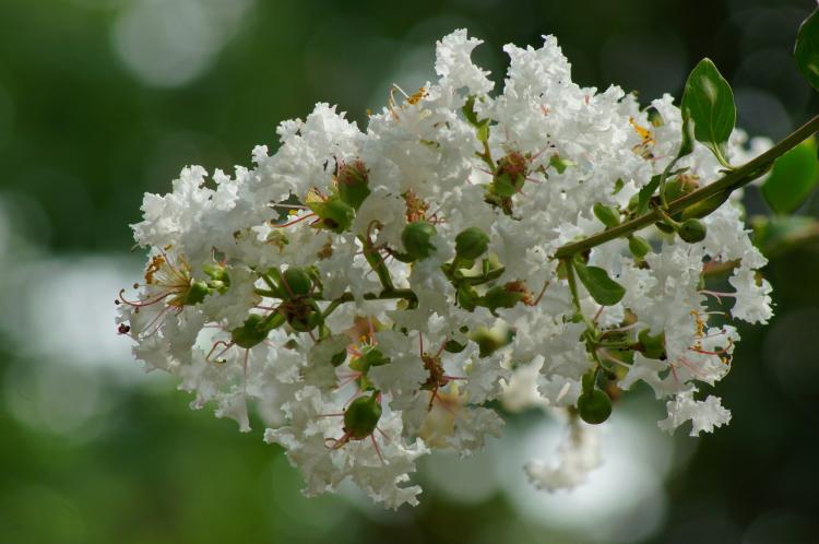 野生紫薇树与人们的节日庆典：春节、端午节、重阳节的文化渗透与展示