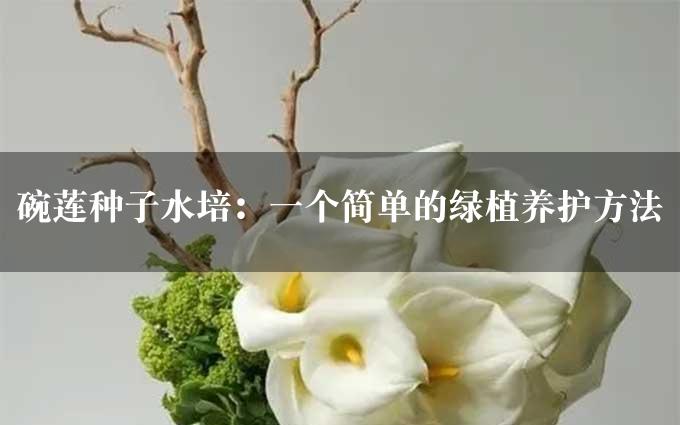 碗莲种子水培：一个简单的绿植养护方法