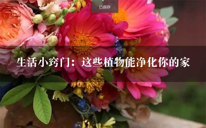 生活小窍门：这些植物能净化你的家