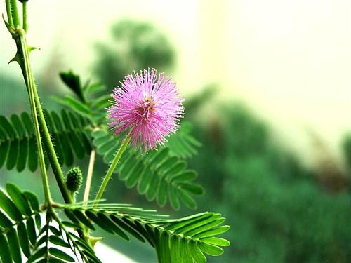 从含羞草“姐妹花”中看植物遗传