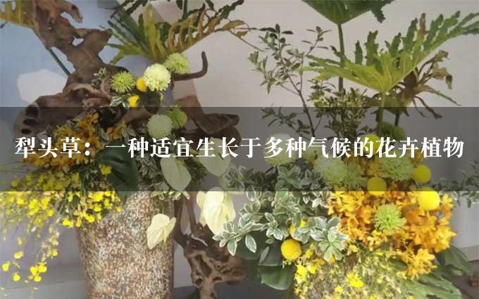 犁头草：一种适宜生长于多种气候的花卉植物