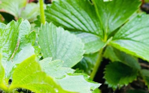 台湾草莓兵种植小百科：10个需要注意的细节