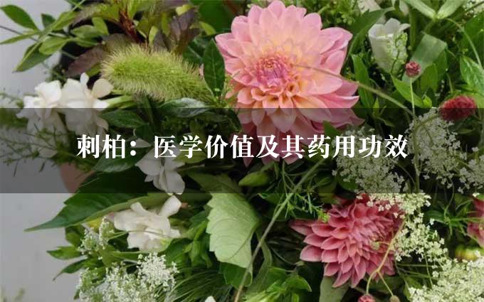 刺柏：医学价值及其药用功效