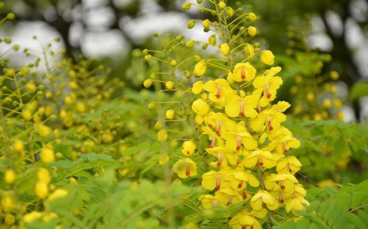 红洋槐花炒鸡蛋，美味可口——难怪夏日里做给人们的小零食