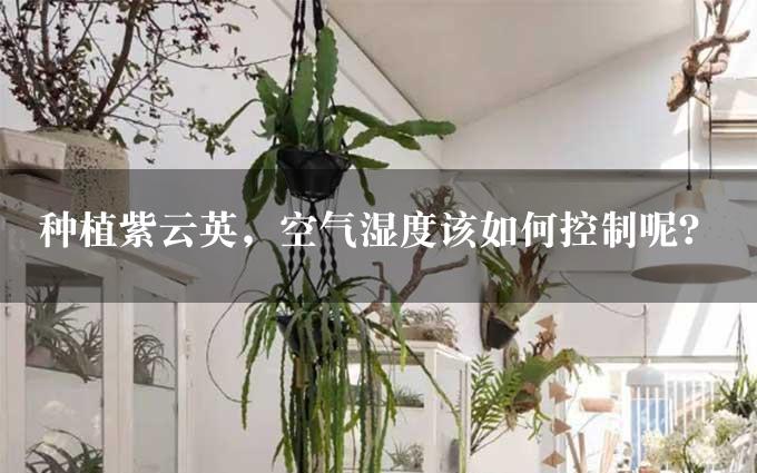 种植紫云英，空气湿度该如何控制呢？