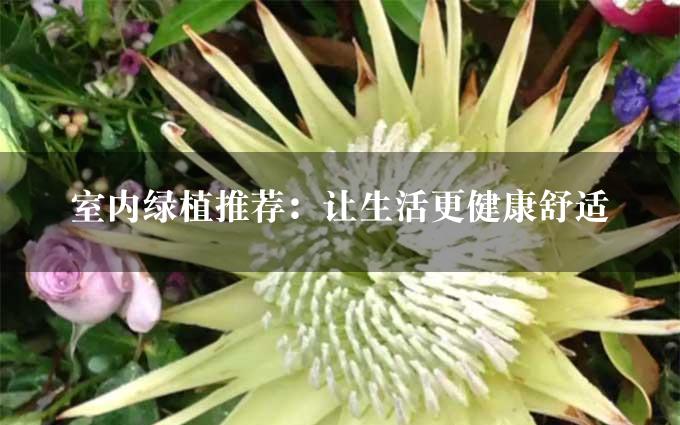 室内绿植推荐：让生活更健康舒适