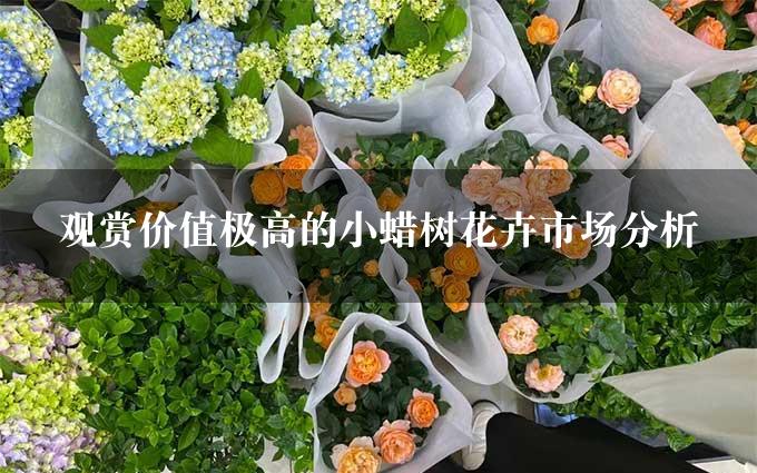 观赏价值极高的小蜡树花卉市场分析