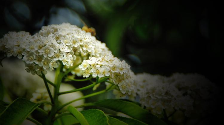 石楠花的花语解析，为你传递美好的祝福！