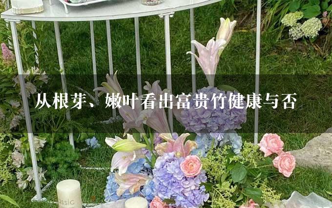 从根芽、嫩叶看出富贵竹健康与否