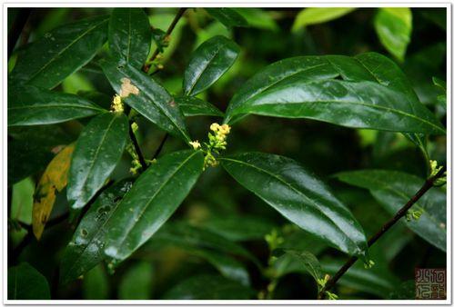 鉴别草木犀和连翘：两种花卉的区别有哪些？