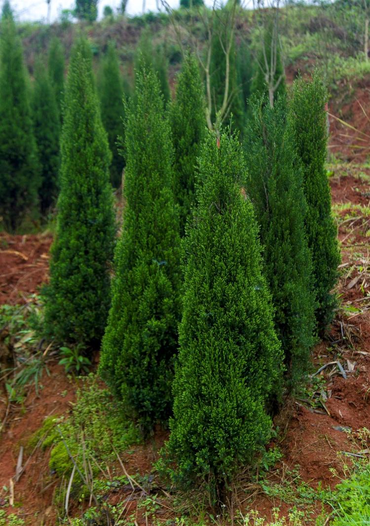 千头柏树的种植技巧和养护方法