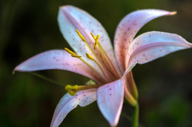 【花语解析】百合花品种的花语及含义