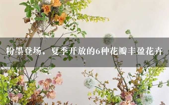 粉墨登场，夏季开放的6种花瓣丰盈花卉