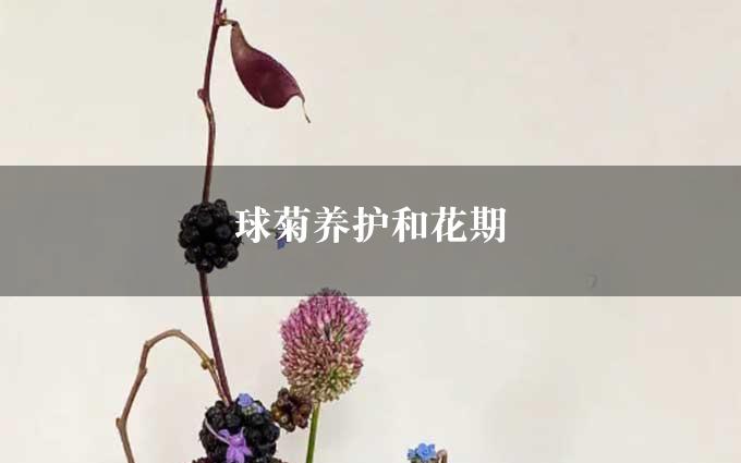 球菊养护和花期