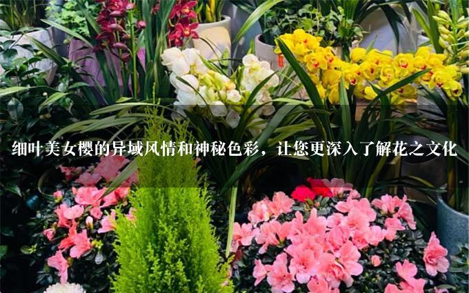 细叶美女樱的异域风情和神秘色彩，让您更深入了解花之文化