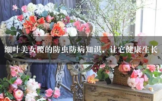 细叶美女樱的防虫防病知识，让它健康生长