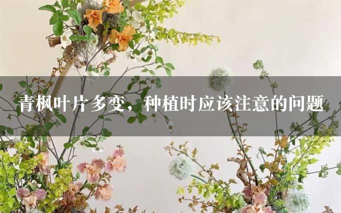 青枫叶片多变，种植时应该注意的问题