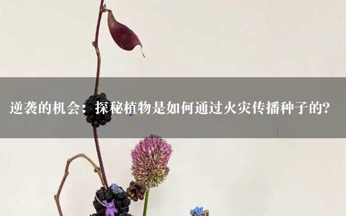 逆袭的机会：探秘植物是如何通过火灾传播种子的？