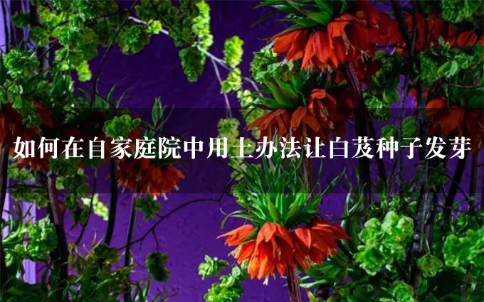 如何在自家庭院中用土办法让白芨种子发芽