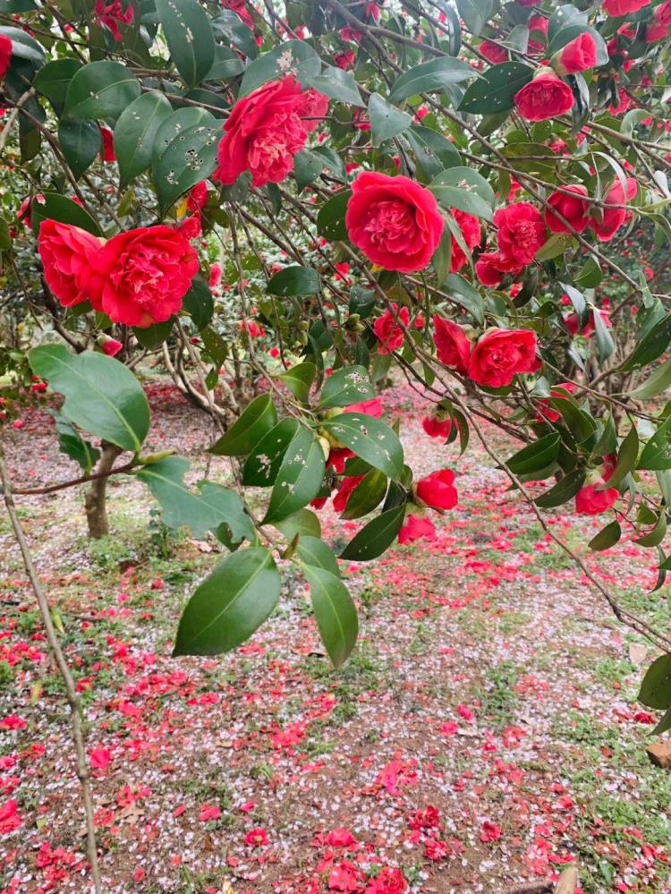 居家养花必备，茶花栽培方法简介