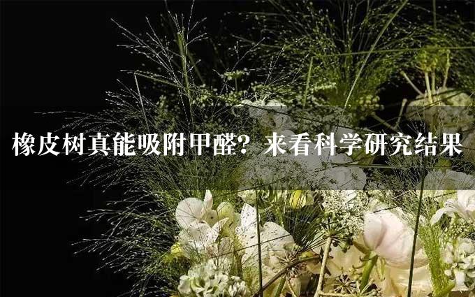 橡皮树真能吸附甲醛？来看科学研究结果