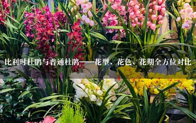 比利时杜鹃与普通杜鹃——花型、花色、花期全方位对比