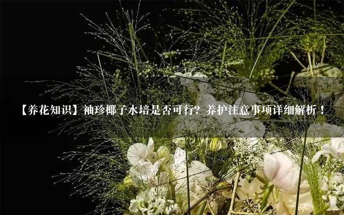 【养花知识】袖珍椰子水培是否可行？养护注意事项详细解析！