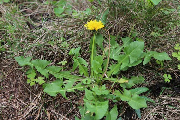 美容养生有道，蒲公英种植养护技巧大揭秘