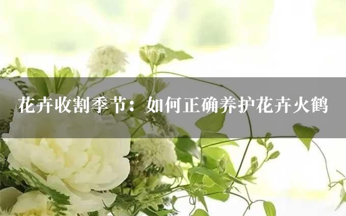 花卉收割季节：如何正确养护花卉火鹤