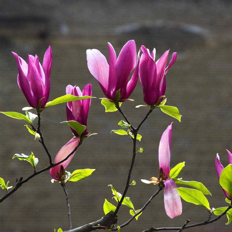 诗经散文，从本草中得来：古代医书中描写玉兰花的记载