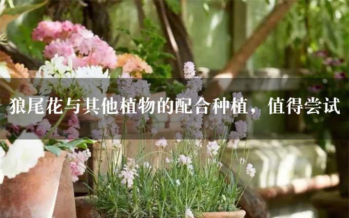 狼尾花与其他植物的配合种植，值得尝试