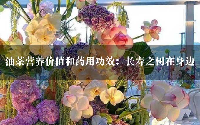 油茶营养价值和药用功效：长寿之树在身边