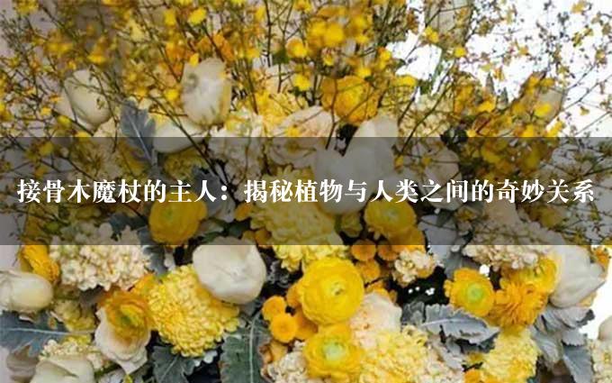 接骨木魔杖的主人：揭秘植物与人类之间的奇妙关系