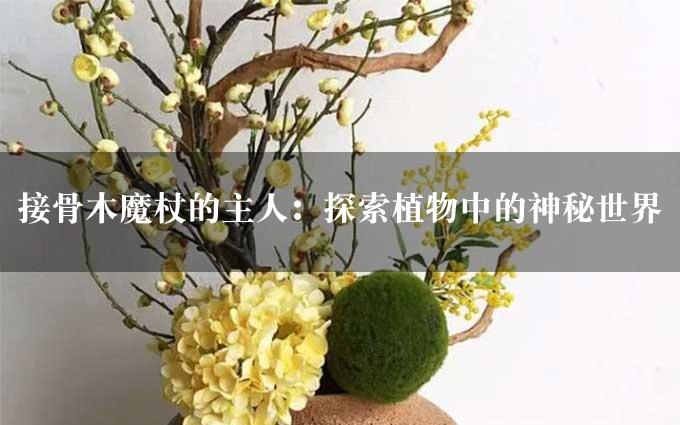 接骨木魔杖的主人：探索植物中的神秘世界