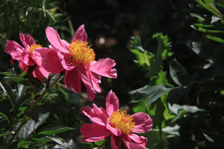 【芍药治疗】中医药材中的芍药，其开花时间与药性有何关联？